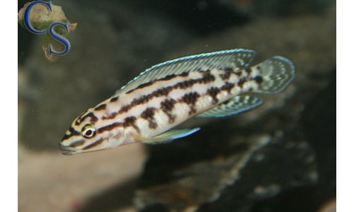 Julidochromis marlieri